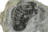 Detailed Austerops Trilobite - Ofaten, Morocco #327544-4